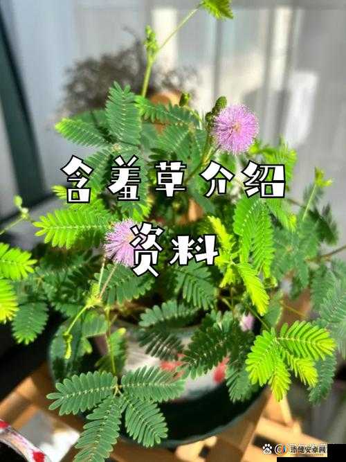 含羞草品种盘点：详细解析含羞草四大经典品种