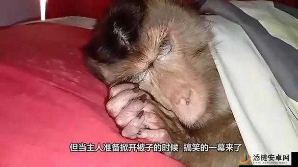 二人生猴子不盖被子免费：这究竟是怎么一回事呢